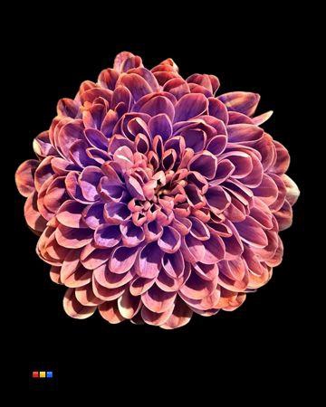 <h4>Chr T Altaj Joker</h4>