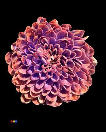 <h4>Chr T Altaj Joker</h4>