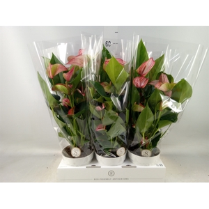 Anthurium andr. 'Livium Red'