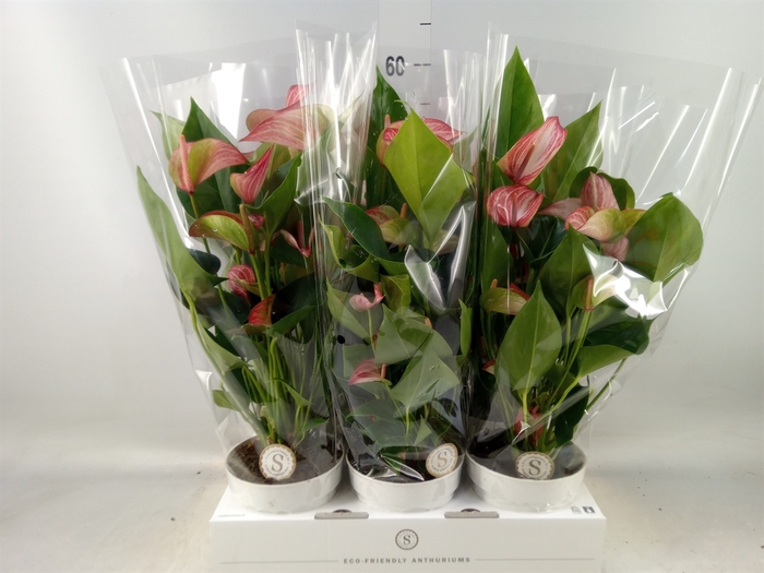 <h4>Anthurium andr. 'Livium Red'</h4>