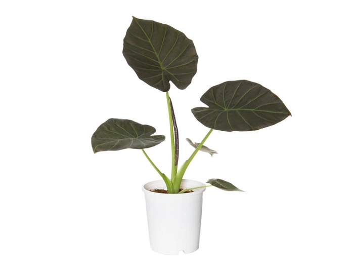 <h4>ALOCASIA REGAL SHIELDS P17</h4>
