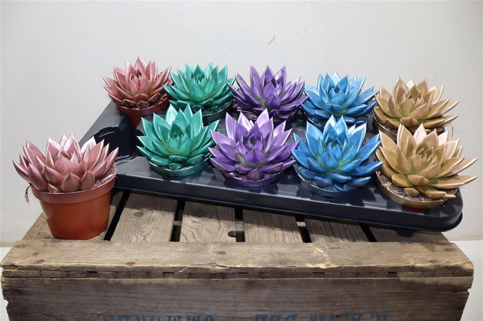 <h4>Echev Miranda</h4>