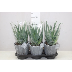 Aloe Arborescens In Wood