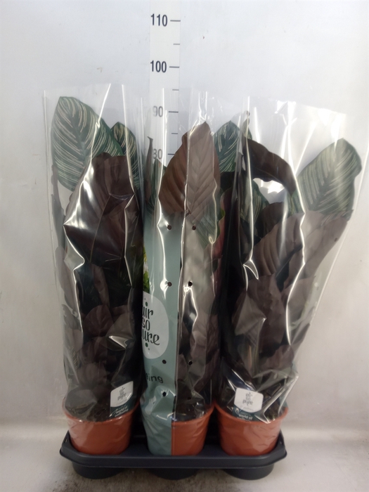 <h4>Calathea sanderiana</h4>