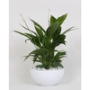 Arrangement Spathiphyllum 