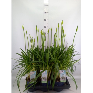 Agapanthus  'Amourette Superb Whit'