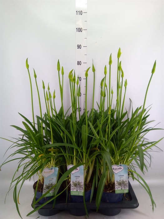 <h4>Agapanthus  'Amourette Superb Whit'</h4>