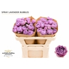 Rosa Spray Lavender Bubbles