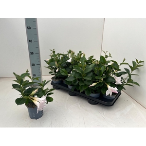 MANDE DI JADE WHITE
