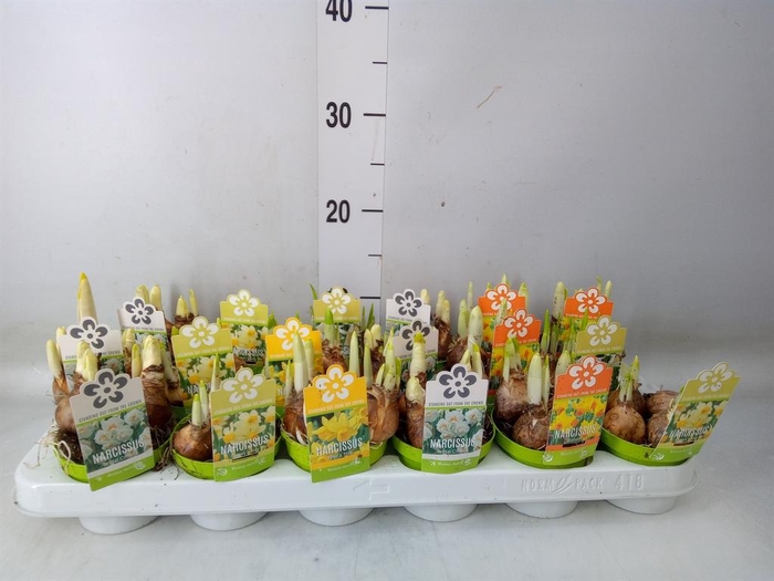 <h4>Narcissus   ...mix</h4>