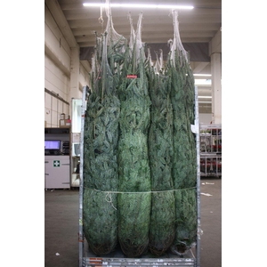 Abies Nordmanniana Gezaagd