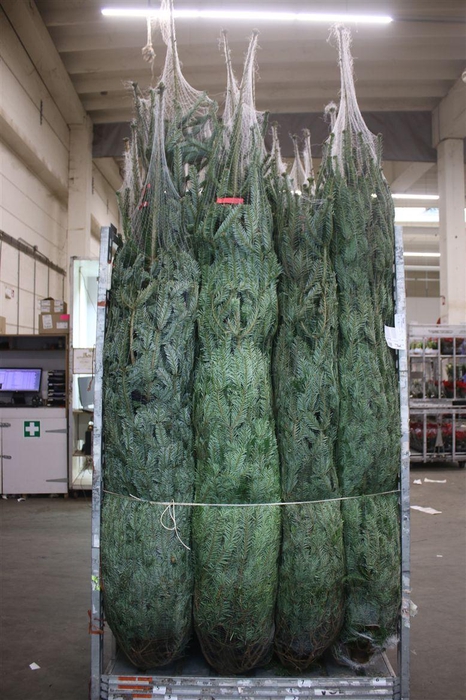 <h4>Abies Nordmanniana Gezaagd</h4>