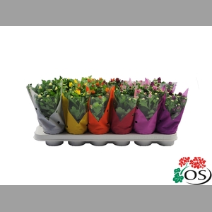 CHRYS  MIX 6 KLEUREN MET HOES