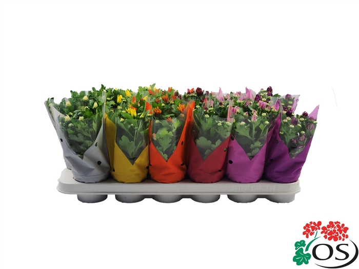 <h4>CHRYS  MIX 6 KLEUREN MET HOES</h4>
