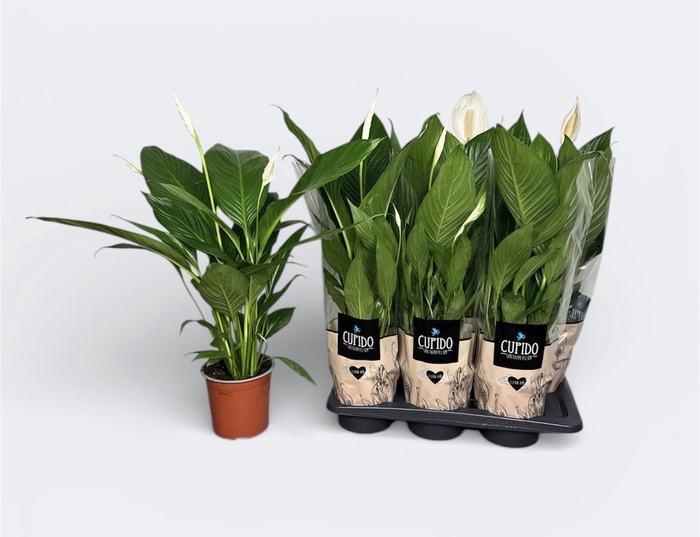 <h4>SPATH BINGO CUPIDO</h4>