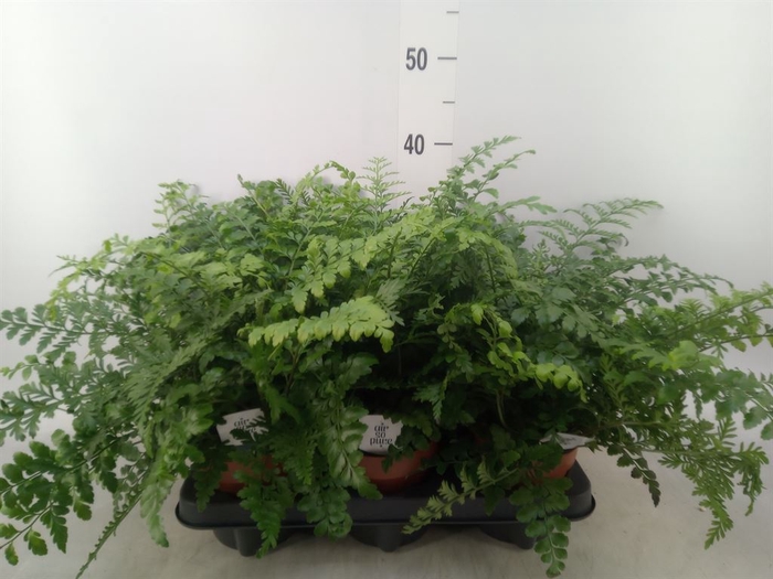 <h4>Asplenium parvati</h4>