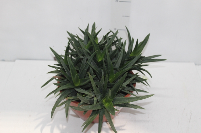 <h4>ALWORTHIA BLACK GEM C21</h4>