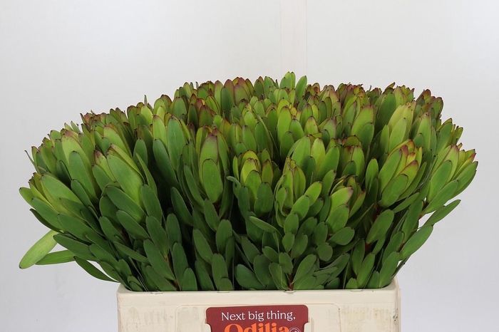 <h4>Leucadendron Goldstrike</h4>