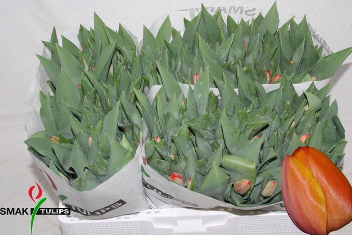 <h4>TU EN AD REM</h4>