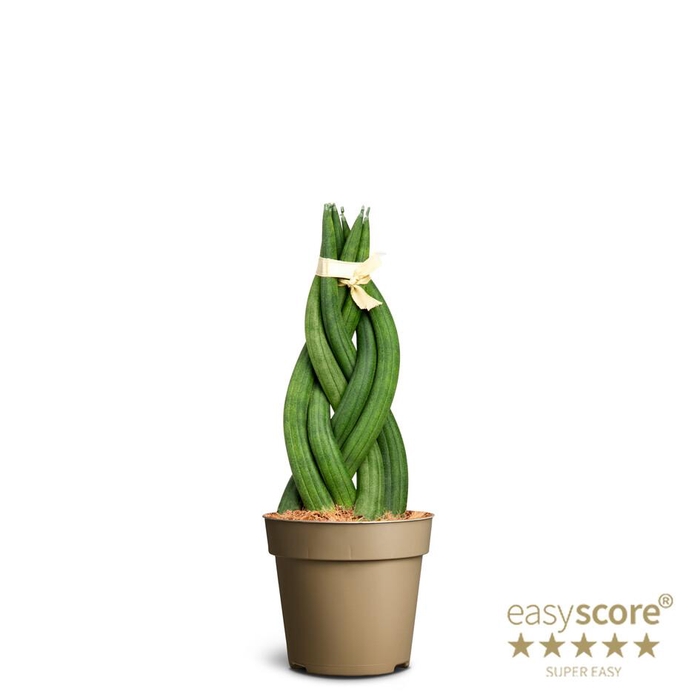 SANSEVIERIA CYLINDRICA