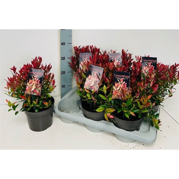 <h4>Leucothoe axillaris 'Little Flames' P17</h4>