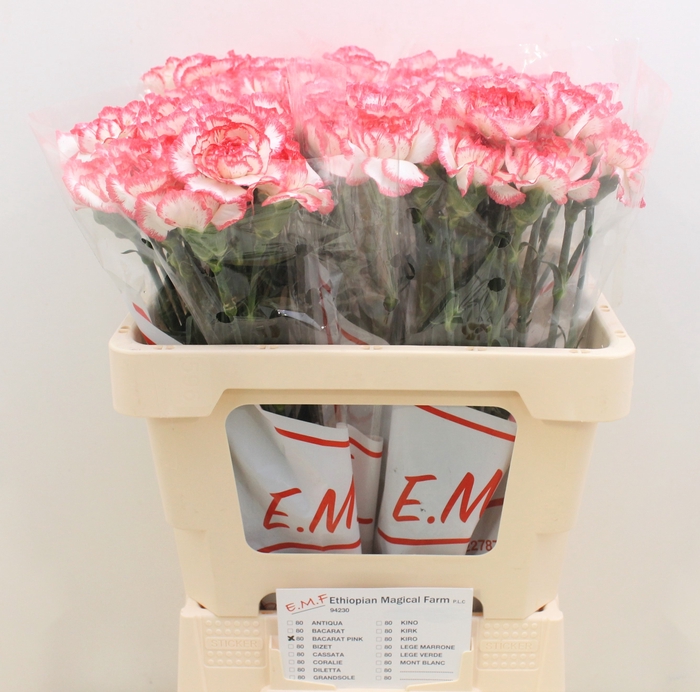 <h4>DI ST BACARAT PINK</h4>