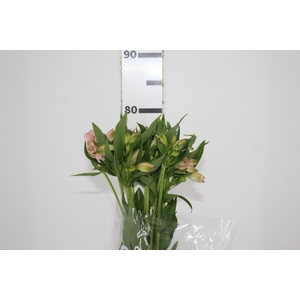 ALSTROEMERIA PAPILLON 080 CM ROSA