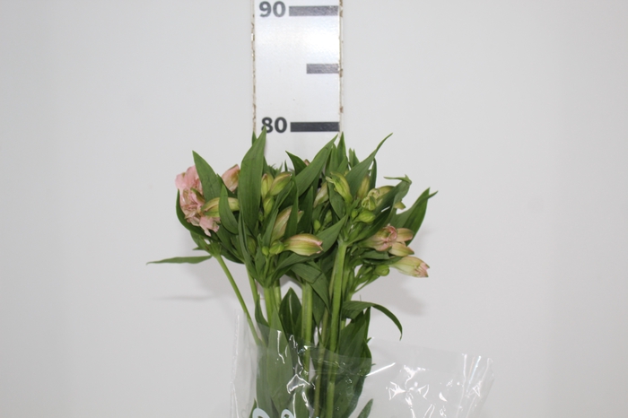 <h4>ALSTROEMERIA PAPILLON 080 CM ROSA</h4>