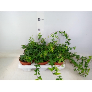 Hedera helix 'Shamrock'