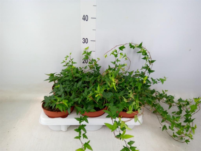 <h4>Hedera helix 'Shamrock'</h4>