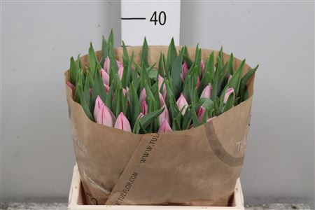 <h4>Tu En Bolroyal Pink</h4>