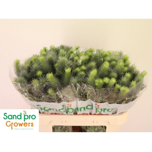 ERYN PACIFI BLUE SKY