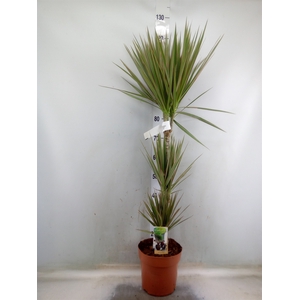 Dracaena marg. 'Bicolor'