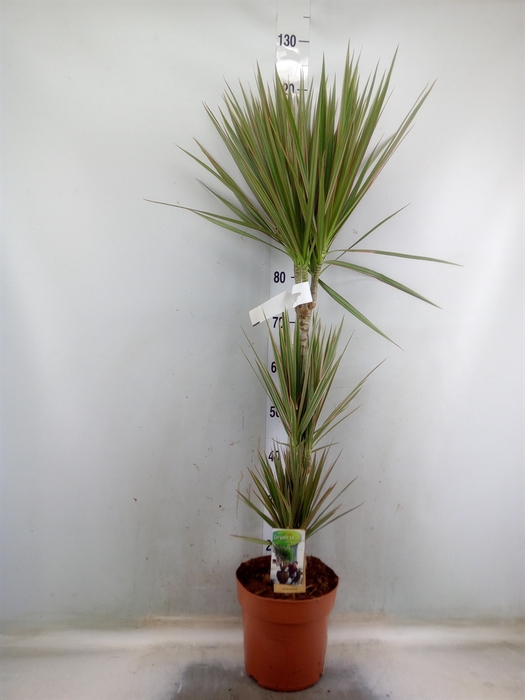 <h4>Dracaena marg. 'Bicolor'</h4>