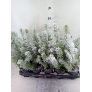 Pinus pinea 'Silver Crest'