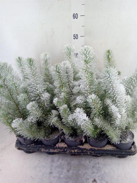 <h4>Pinus pinea 'Silver Crest'</h4>