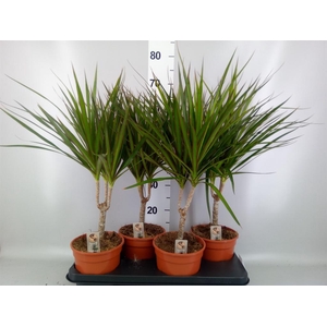 DRACAENA ENKELE STAM