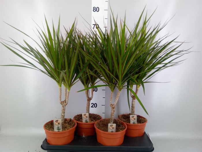 <h4>DRACAENA ENKELE STAM</h4>