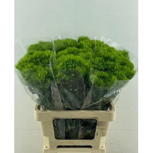 Dianthus Br Kiwi Mellow