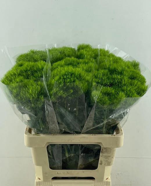 Dianthus Br Kiwi Mellow