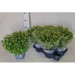 CHRYS GARDEN MUMS GM