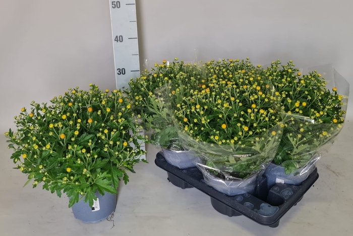 <h4>CHRYS GARDEN MUMS GM</h4>
