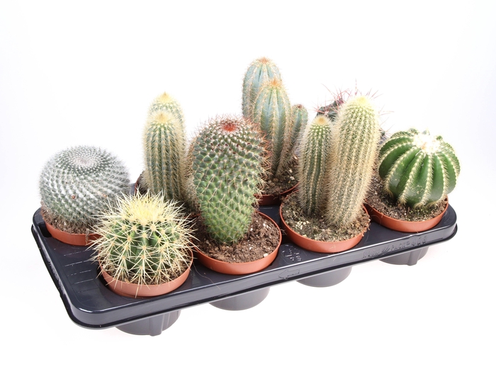 <h4>Cactus mix</h4>
