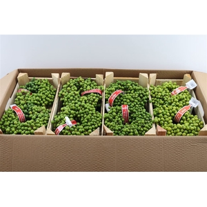Wr Sierfruit Lilac De Chine 20cm