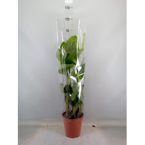 Calathea   ...mix