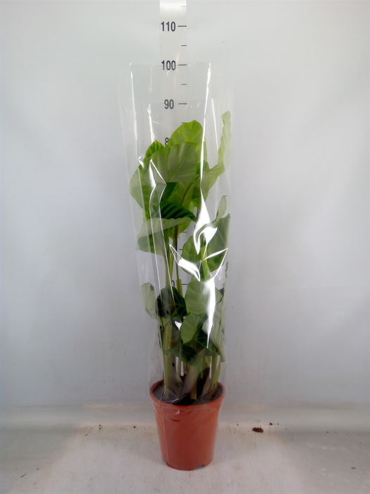 <h4>Calathea   ...mix</h4>