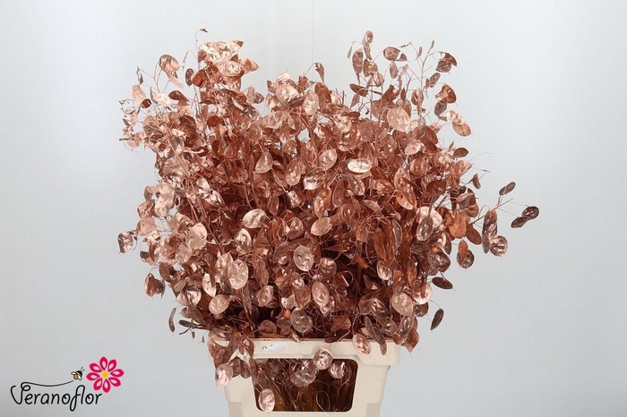 <h4>SNIJBL OV KLB H% BS</h4>