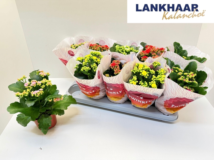 KAL GE PERF GEM 5 KL