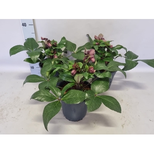 Helleborus Star of Passion