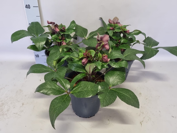 <h4>Helleborus Star of Passion</h4>